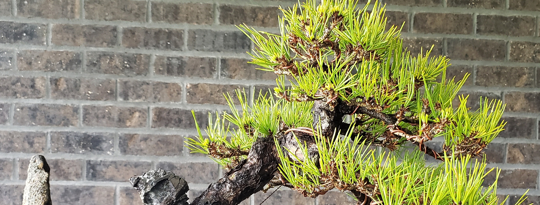 Home Louisville Bonsai